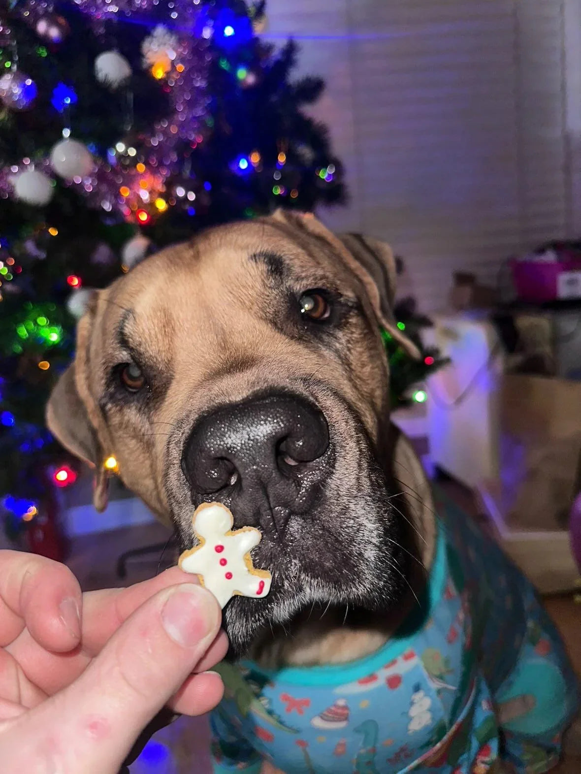 Dog Advent Calendar 2026