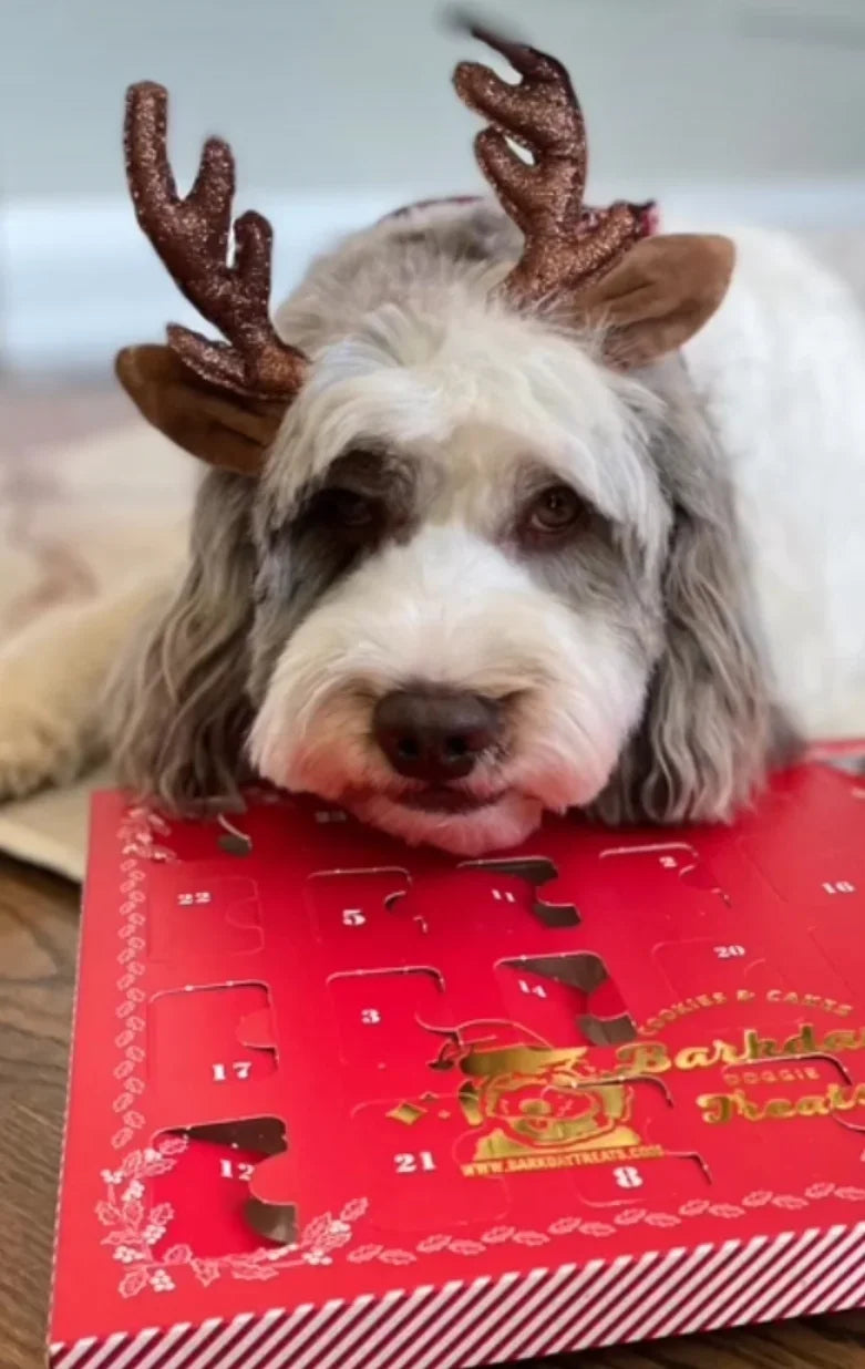 Dog Advent Calendar 2026