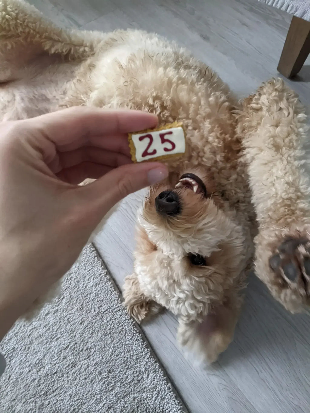Dog Advent Calendar 2026