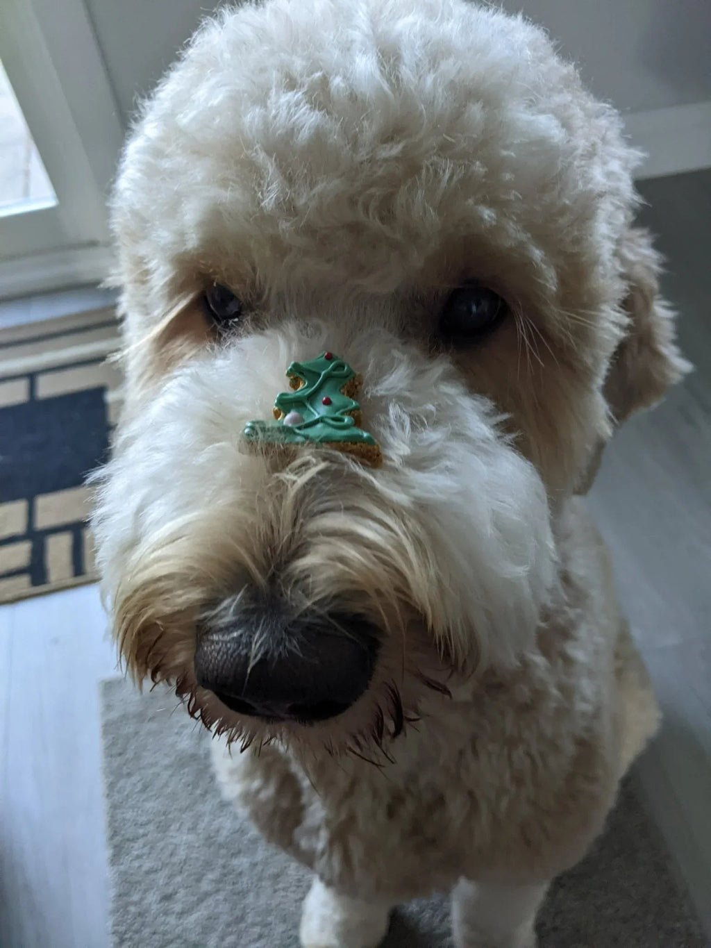 Dog Advent Calendar 2026