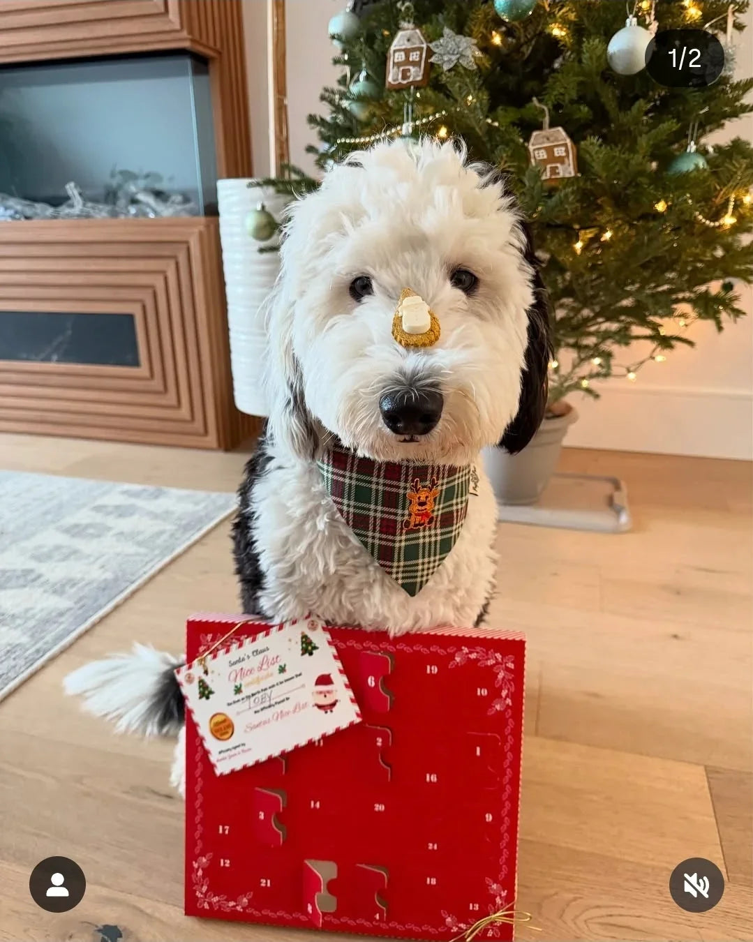 Dog Advent Calendar 2026