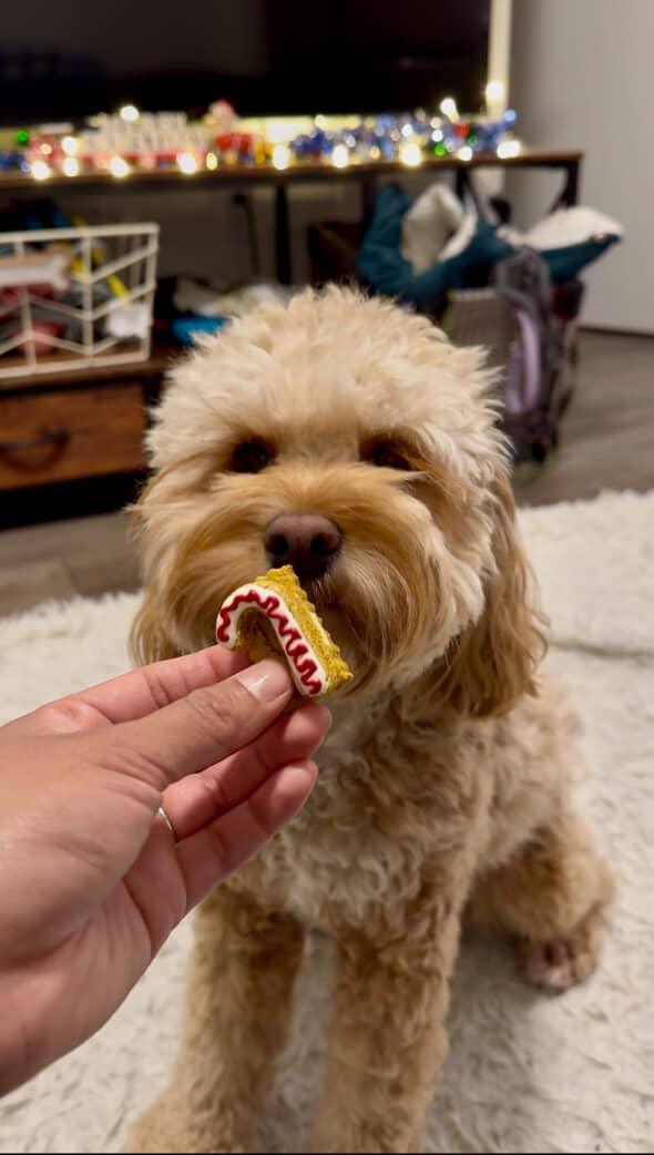 Dog Advent Calendar 2026