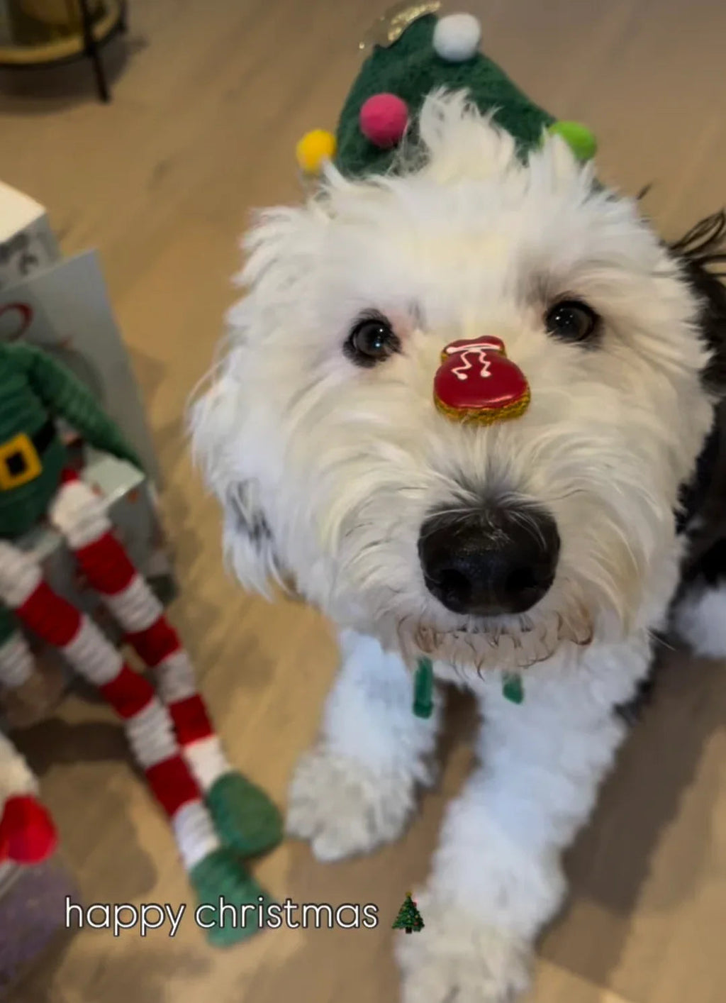 Dog Advent Calendar 2026